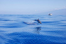 Pantropical spotted dolphin (Stenella attenuata) leaping out of open ocean near fishing vessel off Hawaii, Hawaii. Pacific Ocean.