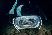 Reef manta ray (Manta alfredi) with mouth wide open,  feeding over lights which attract plankton, off Kona Coast of Hawaii, Hawaii. Pacific Ocean.