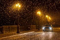 Car driving over bridge at night through vast swarm of Mayfly (Ephoron virgo) emerging at the end of summer, Tudela, Navarra, Spain. 4 August 2022.