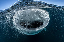 Whale shark (Rhincodon typus) juvenile, creating bubbles as it sucks in water and plankton while filter feeding on a mixture of plankton, small crustaceans, and fish which are driven to the surface by...
