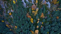 Aerial shot of the autumnal forest within the Urdiceto Ravine and Bielsa Valley, Pyrenees Mountains, Huesca Province, Aragon, Spain, November.