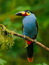 Plate billed mountain toucan (Andigena laminirostris) perched on branch, cloud forest, Ecuador.
