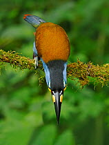 Plate billed mountain toucan (Andigena laminirostris) perched on branch, looking down, cloud forest, Ecuador.