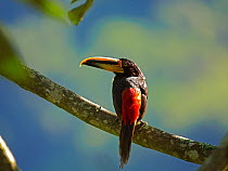 Collared aracari (Pteroglossus torquatus) perched on branch, cloud forest, Ecuador.