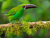 Crimson pumped toucanet (Aulacorhynchus haematopygus) perched on branch, cloud forest, Ecuador.