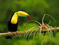 Keel billed toucan (Ramphastos sulfuratus) perched on branch, Costa Rica.