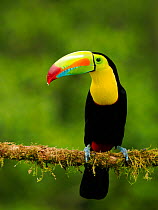 RF - Keel billed toucan (Ramphastos sulfuratus) perched on branch, Costa Rica. (This image may be licensed either as rights managed or royalty free.)