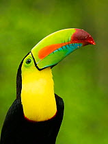 Keel billed toucan (Ramphastos sulfuratus) head portrait, Costa Rica.