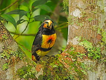 Collared aracari (Pteroglossus torquatus) perched in tree, cloud forest, Ecuador.