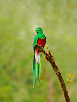 Male Resplendent quetzal (Pharomachrus mocinno) perched on branch near nest, Costa Rica.