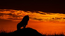 Male African lion (Panthera leo) silhouetted at sunrise, Masai Mara, Kenya, Africa.