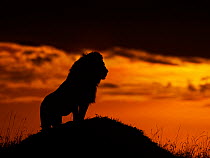 RF - Male African lion (Panthera leo) silhouetted at sunrise, Masai Mara, Kenya, Africa. (This image may be licensed either as rights managed or royalty free.)