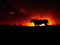 Female African lion (Panthera leo) silhouetted at sunset, Masai Mara, Kenya, Africa.