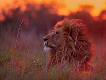 Male African lion (Panthera leo) resting in grass at sunset, Masai Mara, Kenya, Africa.