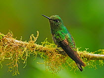 Buff-tailed coronet hummingbird (Boissonneaua flavescens) perched on branch, cloud forest, Ecuador.