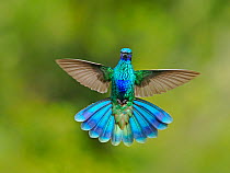 RF - Male Sparkling violetear hummingbird (Amazilia tzacatl) courtship display, cloud forest, Ecuador. (This image may be licensed either as rights managed or royalty free.)
