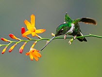 Collared Inca hummingbird (Coeligena torquata) perched on plant stem, feeding on nectar, cloud forest, Ecuador.