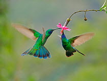 RF - Two Sparkling violetear hummingbirds (Amazilia tzacatl) hovering next to flower, feeding on nectar, cloud forest, Ecuador. (This image may be licensed either as rights managed or royalty free.)