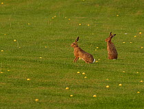 Two European hares (Lepus capensis) sitting on golf course surrounded by golf balls, UK. September.