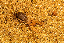 Cyprus camel spider / Sun spider (Gylippus cyprioticus) on sand, Paphos, Cyprus.