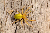 Female Huntsman spider (Micrommata ligurina) on a tree trunk, Paphos, Cyprus. Controlled conditions.