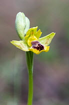 Yellow ophrys (Ophrys lutea galilaea) in flower, Akamas, Cyprus.