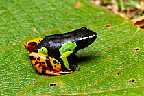 Baron's mantella (Mantella baroni) sitting on a leaf, Vohipara, Madagascar.