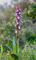 Giant orchid (Himantoglossum robertianum) in flower, Pegeia Forest, Cyprus.
