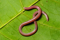 Worm snake (Typhlops sp.) on a leaf, Sri Lanka.