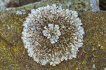 Salted shield lichen / Crottle (Parmelia saxatilis) on gritstone,  Derbyshire, UK. April.