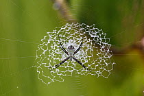 Orb-weaving spider (Argiope savignyi) building a circular stabilimentum in the centre of its web, Osa Peninsula, Costa Rica.