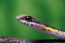 Boomslang (Dispholidus typus), juvenile, a dangerously venomous back-fanged snake, head portrait, South Africa. Captive.