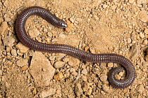 Iberian worm-lizard (Blanus cinereus) on dry soil, portrait, Algarve, Portugal.