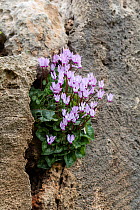 Persian cyclamen (Cyclamen persicum) in flower,  growing amongst the ruins of the Tombs of the Kings, Paphos, Cyprus.