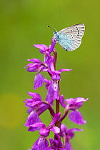 Green-underside blue butterfly (Glaucopsyche alexis) resting on Early purple orchid (Orchis mascula), Lorraine, France. May.