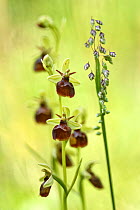 Late spider orchid x Fly orchid hybrid (Ophrys x devenensis) in flower, Lorraine, France. May.