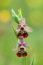 Late spider orchid (Ophrys fuciflora) in flower, Lorraine, France. May.