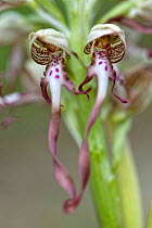 Lizard orchid (Himantoglossum hircinum) in flower, Lorraine, France. May.