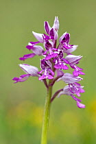 Military orchid (Orchis militaris) in flower, Lorraine, France. May.