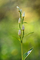 White helleborine (Cephalanthera damasonium) in flower, Dudelange, Luxembourg. June.