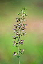 Broad-leaved helleborine minor (Epipactis helleborine minor) in flower, Luxembourg. August.
