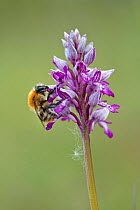 Bumblebee (Bombus sp.) nectaring on Military orchid (Orchis militaris), Lorraine, France. May.