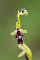 Fly orchid (Ophrys insectifera) in flower with resting fly, Lorraine, France. June.