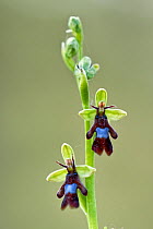 Fly orchid (Ophrys insectifera) in flower, Lorraine, France. June.