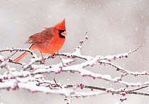 Male Northern cardinal (Cardinalis cardinalis), in breeding plumage, perched in snow-covered Eastern redbud (Cercis canadensis) tree during spring snowstorm, Freeville, New York, USA. April.