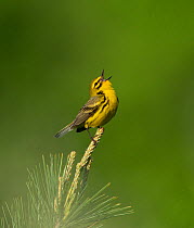 Male Prairie warbler (Setophaga discolor), in breeding plumage, perched on treetop singing, Ithaca, New York, USA. May.