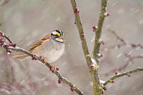 White-crowned sparrow (Zonotrichia albicollis), white-striped form, perched in Eastern redbud (Cercis canadensis) tree during spring snowstorm, Freeville, New York, USA. April.