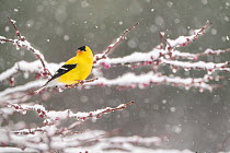 Male American goldfinch (Carduelis tristis), in breeding plumage, perched in snow-covered Eastern redbud (Cercis canadensis) tree during spring snowstorm, Freeville, New York, USA. April.