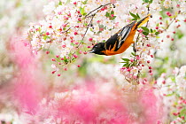 Male Baltimore oriole (Icterus galbula) foraging in flowering Crabapple (Malus sp.) tree in spring, Ithaca, New York, USA. May.