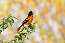 Male Baltimore oriole (Icterus galbula) perched in flowering Crabapple (Malus sp.) tree, singing, Ithaca, New York, USA. May.